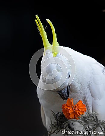 Cockatoo eating marigold flowers Stock Photo