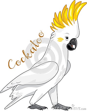 Cockatoo isolated on white Vector Illustration