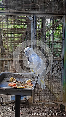 a cockatoo with a large, upright white crest on its head, flight feathers, and a yellow tail? Stock Photo