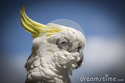 Cockatoo is standing guard Stock Photo