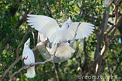 Cockatoos Stock Photo