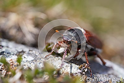 Cockchafer also called Maybug or doodlebug European beetle genus Melolontha family Scarabaeidae Stock Photo