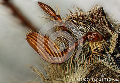 Cockchafer with fan feelers Stock Photo