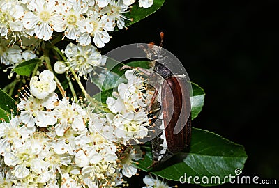 Cockchafer on a pyracantha bush Stock Photo