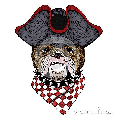 Bulldog, dog. Portrait of cute animal. Cocked hat. Stock Photo