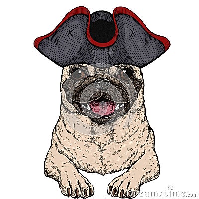 Pug. Cute animal portrait. Dog head. Cocked hat. Stock Photo