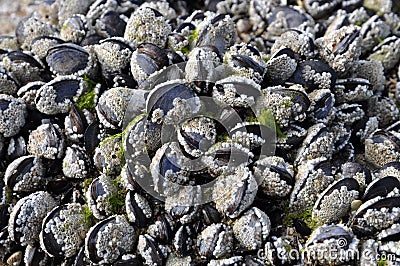 Cockels and barnacles Stock Photo