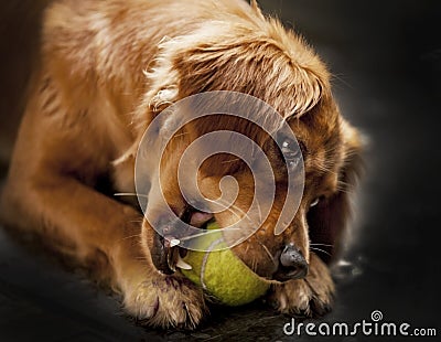 Cocker spain is playing with tennit ball. Golden very cute and lovely. Intelligent and loyalty. Stock Photo