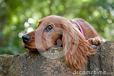 Cocker spaniel Stock Photo