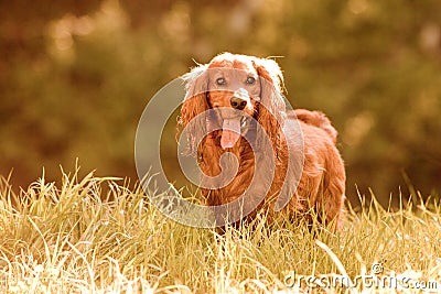 Cocker spaniel Stock Photo