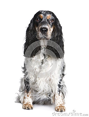 Cocker Spaniel (5 years) Stock Photo