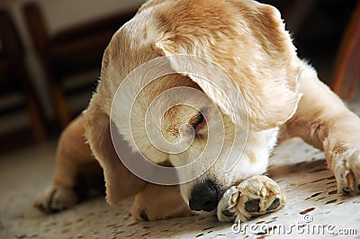 Cocker spaniel chewing Stock Photo