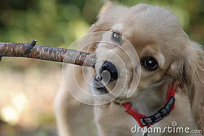 Cocker spaniel chewing a branch Stock Photo