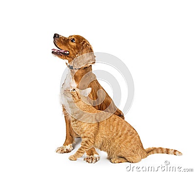 Cocker Spaniel Dog and Tabby Cat Looking Up Together Stock Photo