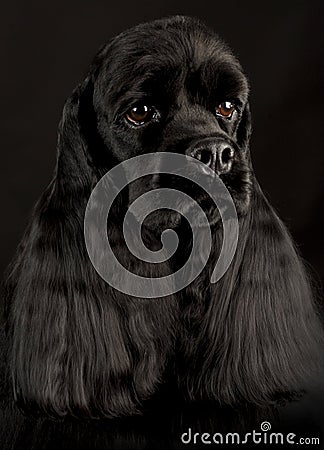 Cocker spaniel head portrait Stock Photo