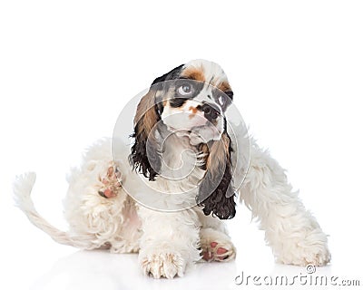 Cocker Spaniel puppy scratching. isolated on white background Stock Photo