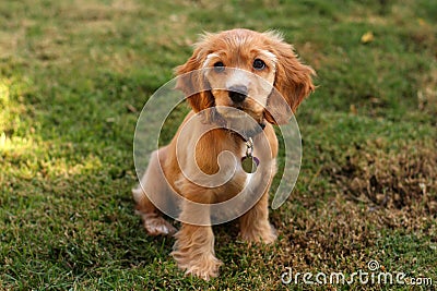 Cocker spaniel puppy in sunlight Stock Photo