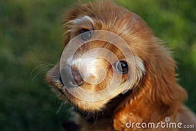 Cocker spaniel puppy in sunlight Stock Photo