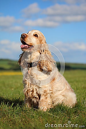 Cocker Spaniel sitting in a field Stock Photo