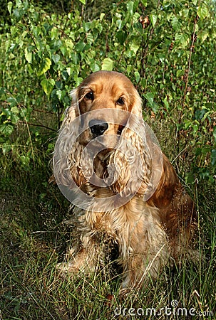 Cocker spaniel sitting outside Stock Photo