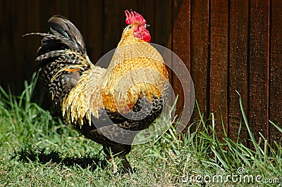 Cockerel Stock Photo