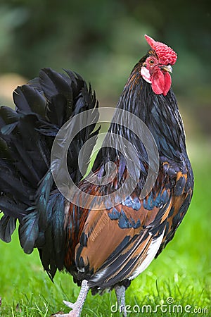 Cockerel Stock Photo