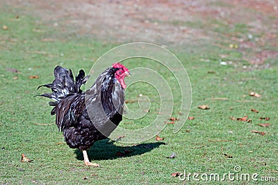 Cockerel with Black and White Plumage Stock Photo