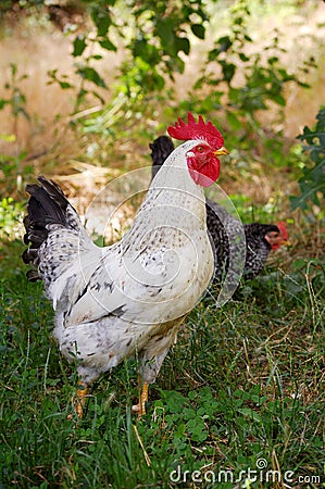 Cockerel foraging for food in summer grass Stock Photo