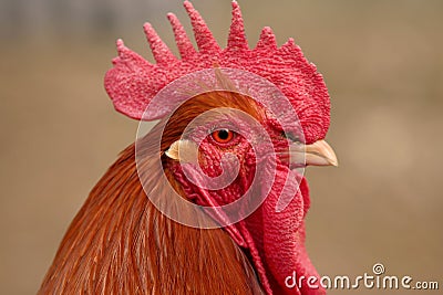 Cockerel head Stock Photo