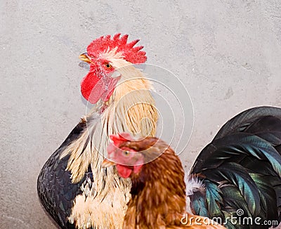 Cockerel and hen Stock Photo