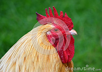 Cockerel - Rooster close up of head Stock Photo