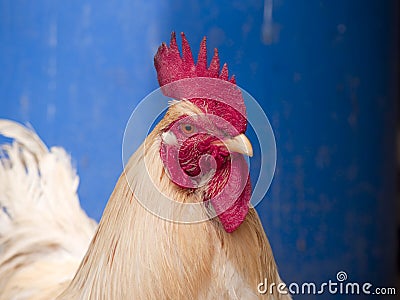 Cockerel in farm walking in calm Stock Photo