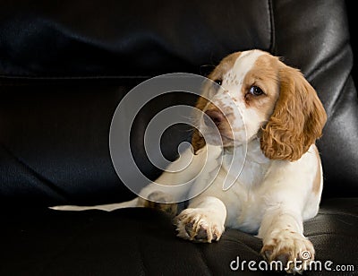 Cockerpoo puppy 10 weeks old Stock Photo