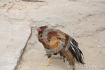 Cocks fight in Asia Stock Photo