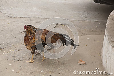 Cocks fight in Asia Stock Photo