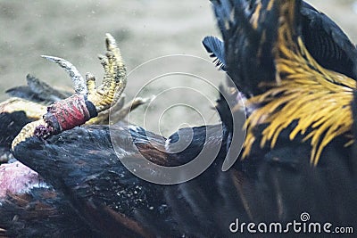 cockfight is a fight that takes place between two roosters of the same genus or breed of birds called 