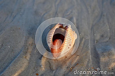 Cockle or Clam on the Beach Open Stock Photo