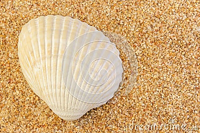 Cockle Shell on Coarse Sand Stock Photo