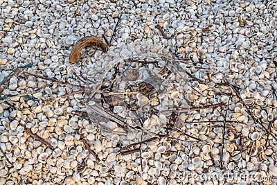 Stack of crust cockle and garbage. Stock Photo