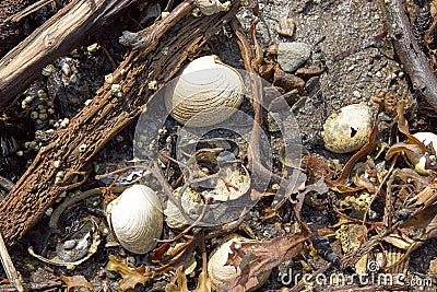 Cockle shells lying on a seashore amongst detritus Stock Photo