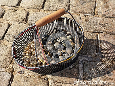 Cockles and clams in a bucket fresh from the sea Stock Photo