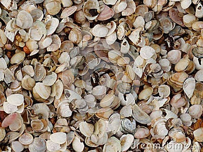 Cockleshell beach surface seashell Stock Photo