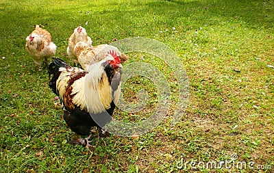Cockrel Chickens hens organic farm Stock Photo