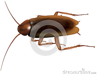 Cockroach Cartoon Illustration