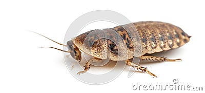 Cockroach against white background Stock Photo