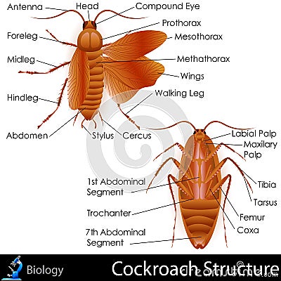 Cockroach Anatomy Stock Images - Image: 31976154