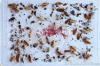 cockroach bait lured many big and small cockroaches into the sticky trap, insect control at home, many cockroaches caught in the Stock Photo