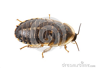 Cockroach - Blaptica dubia Stock Photo