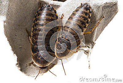 Cockroach - Blaptica dubia Stock Photo