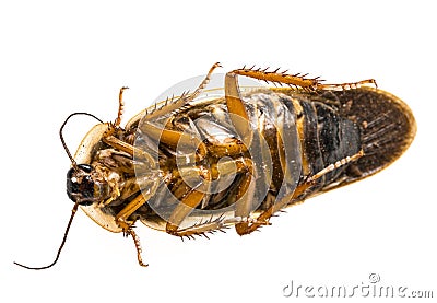 Cockroach - Blaptica dubia Stock Photo